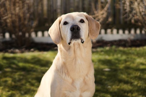 Hundeportrait