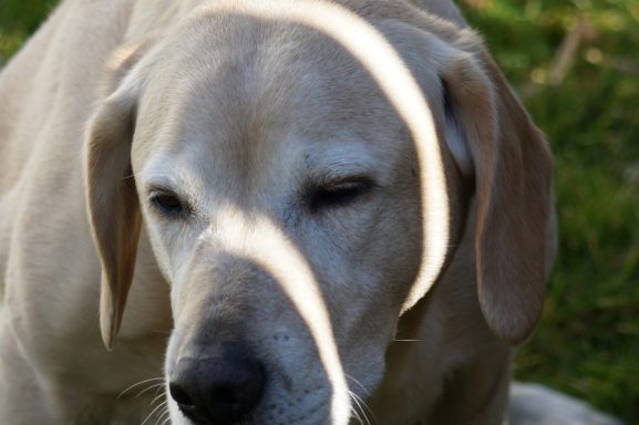 Hundeportrait